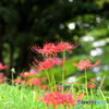 曼珠沙華②
