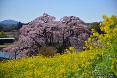 滝桜満開③