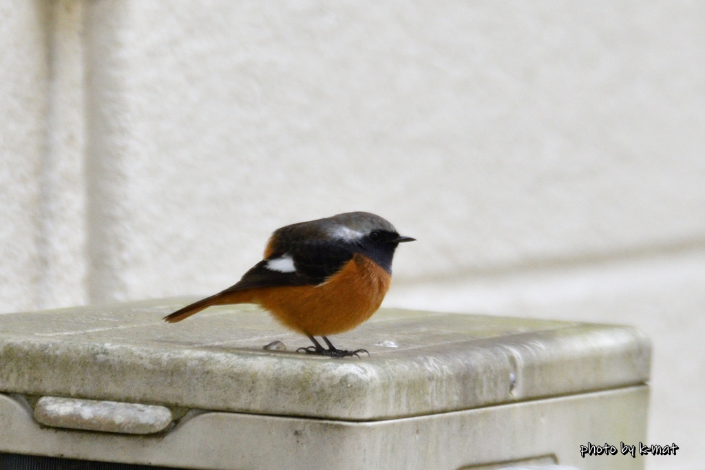 まるジョビ