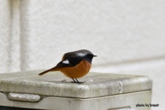 まるジョビ
