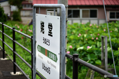 蓮の咲く無人駅