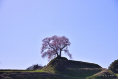 三春町桜紀行⑧