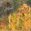 紅葉と白鷺