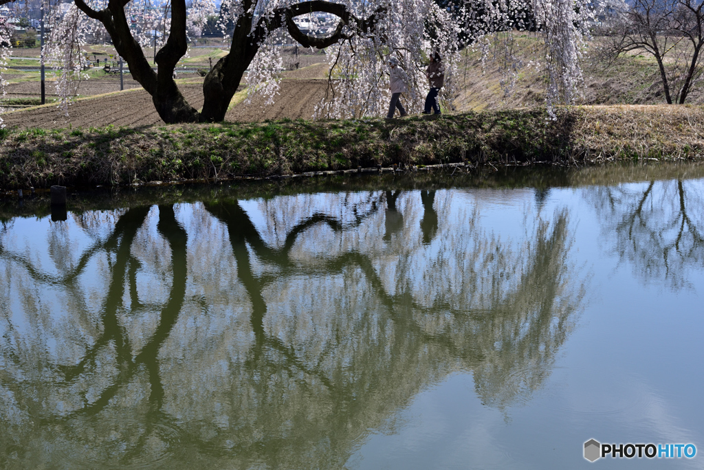 池の畔