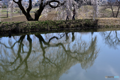 池の畔