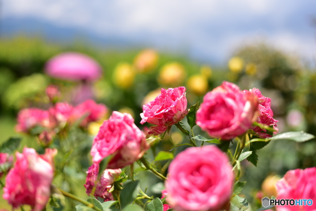 日差したっぷり