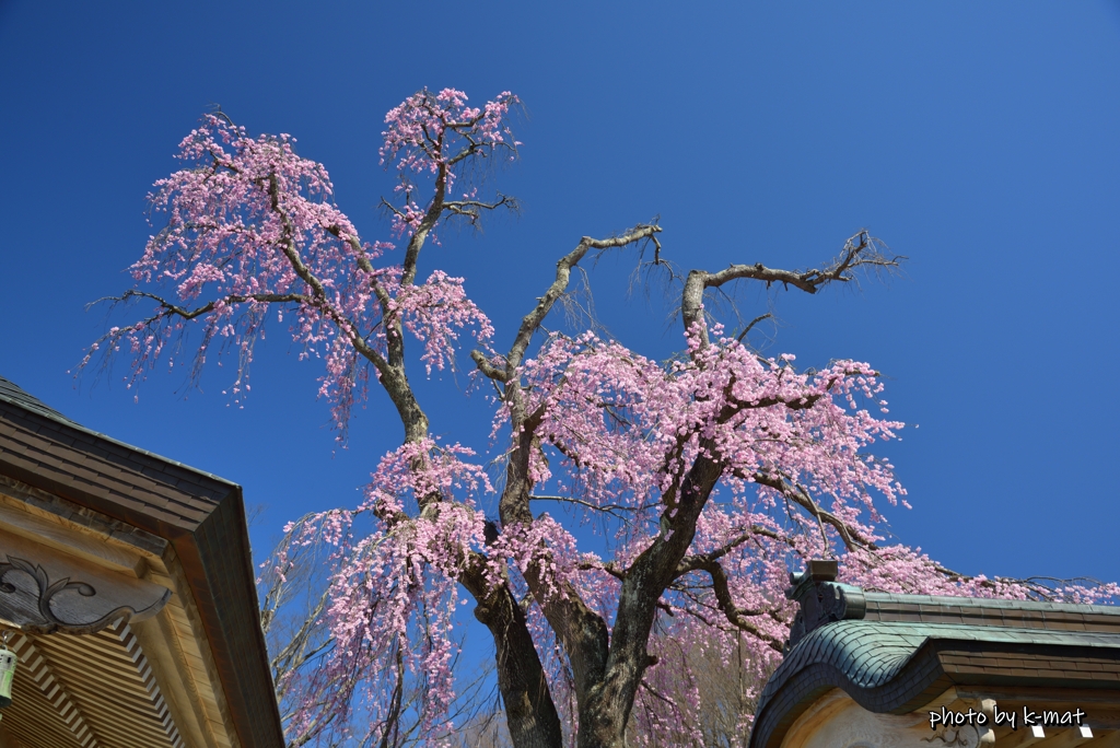 三春町桜紀行⑦