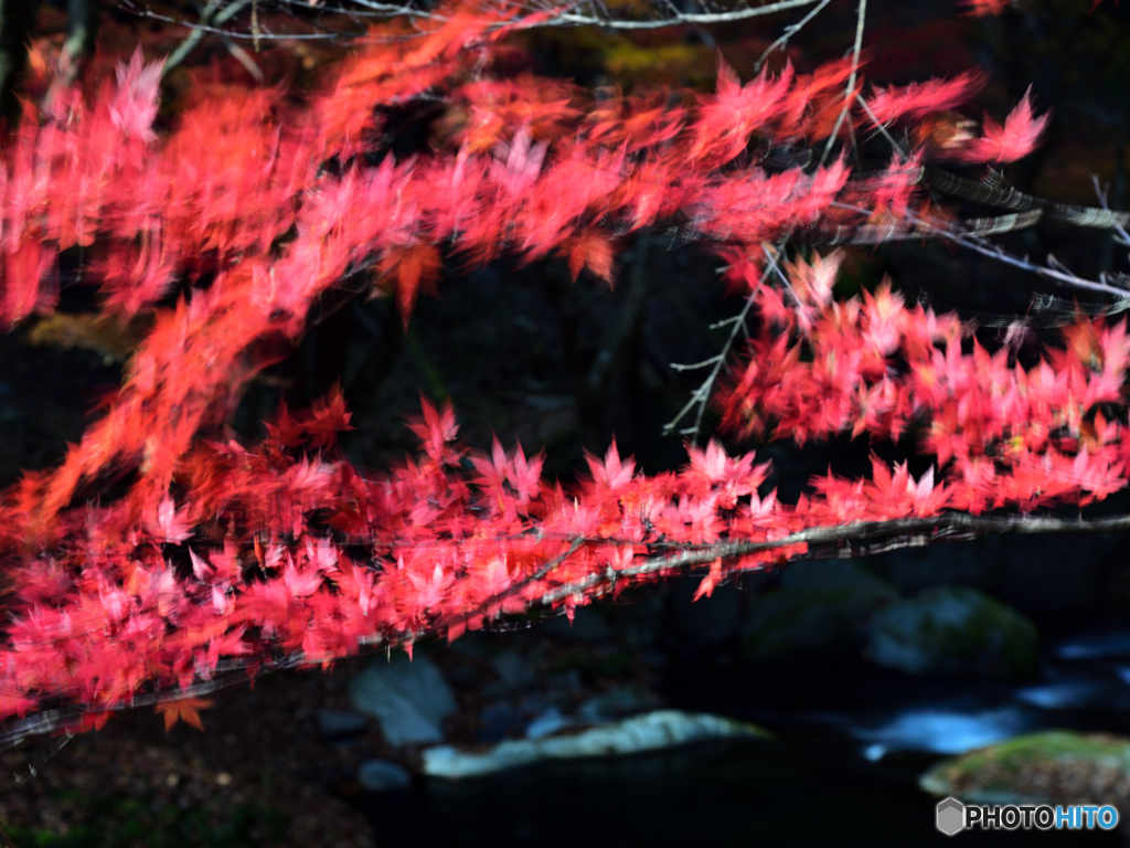 燃える紅葉