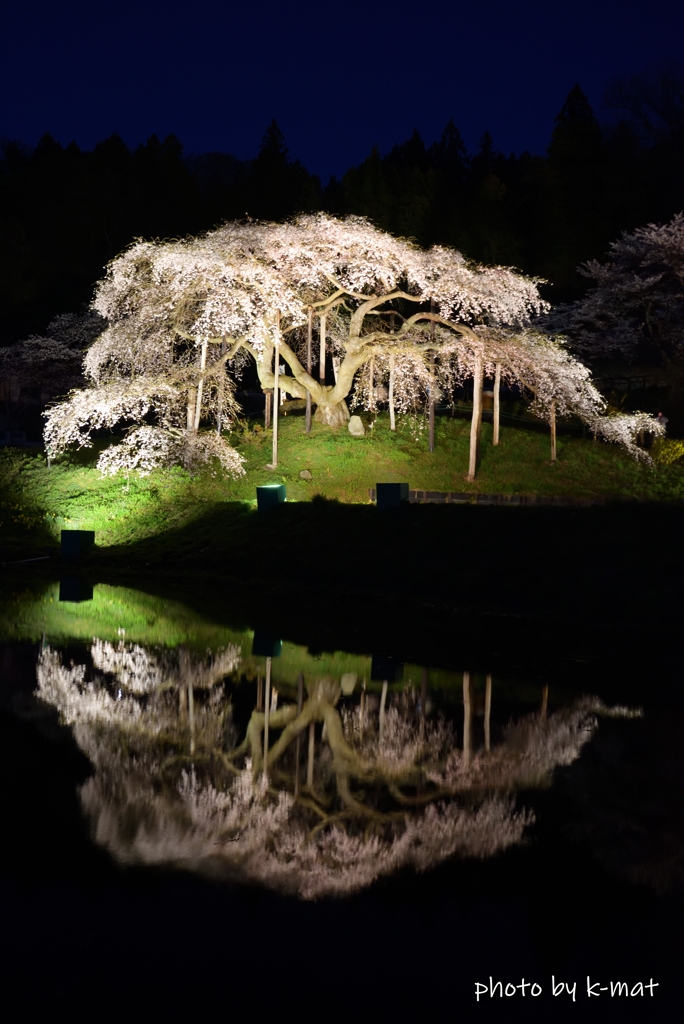 中島の地蔵桜③