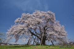 馬ノ墓の種蒔桜①