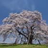 馬ノ墓の種蒔桜①