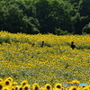 三ノ倉高原のヒマワリ畑