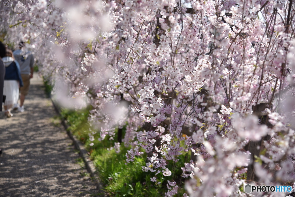 枝垂桜の並木道