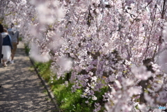 枝垂桜の並木道