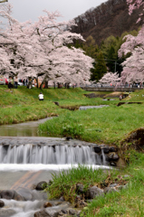 観音寺川の桜