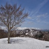 雪稜とブナの木