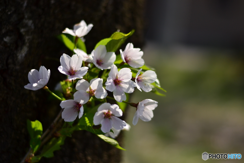 桜の花束
