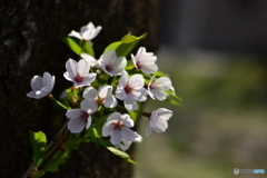 桜の花束
