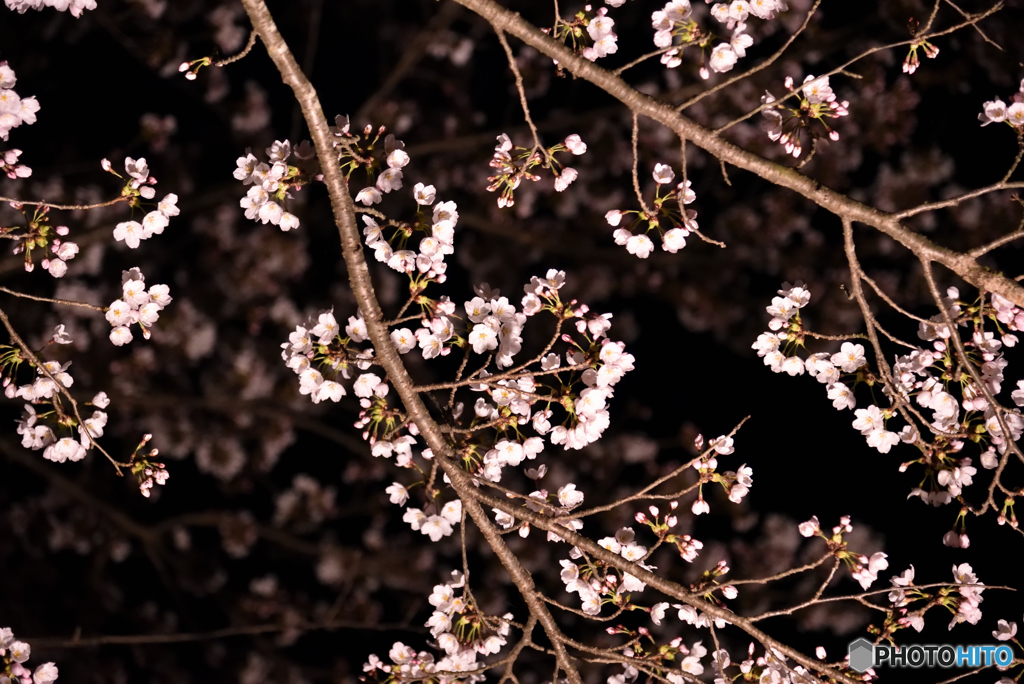 夜桜⑤