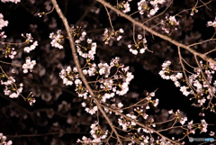 夜桜⑤