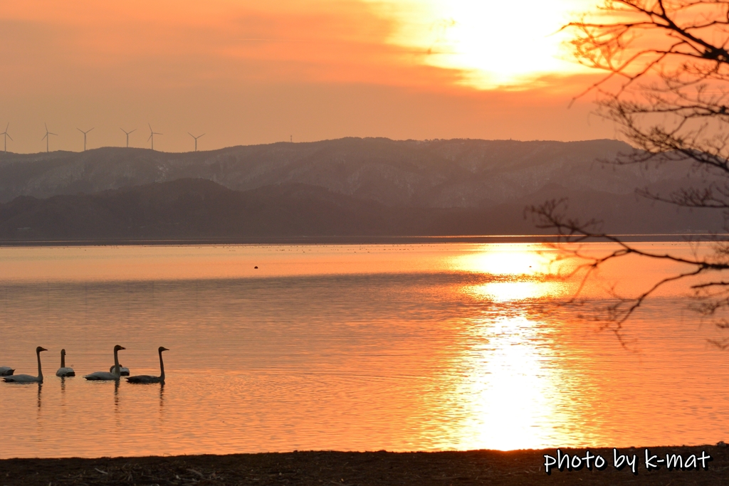 白鳥と夕日