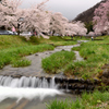 観音寺川の桜