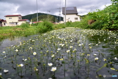 梅花藻