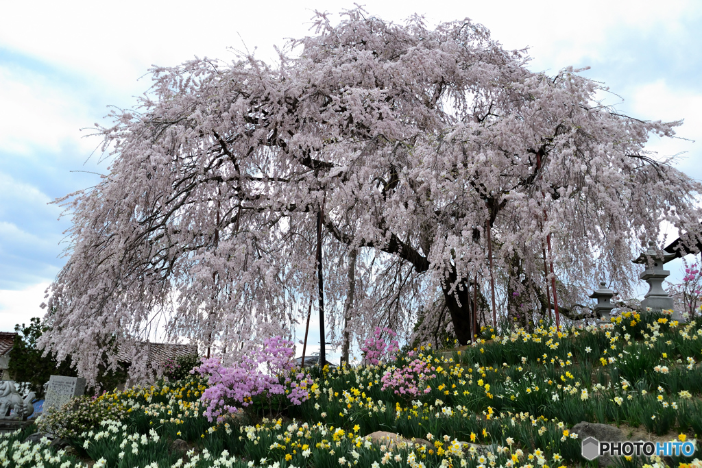 金毘羅桜②
