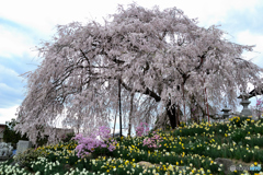 金毘羅桜②