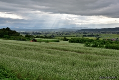 蕎麦の丘