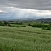 蕎麦の丘