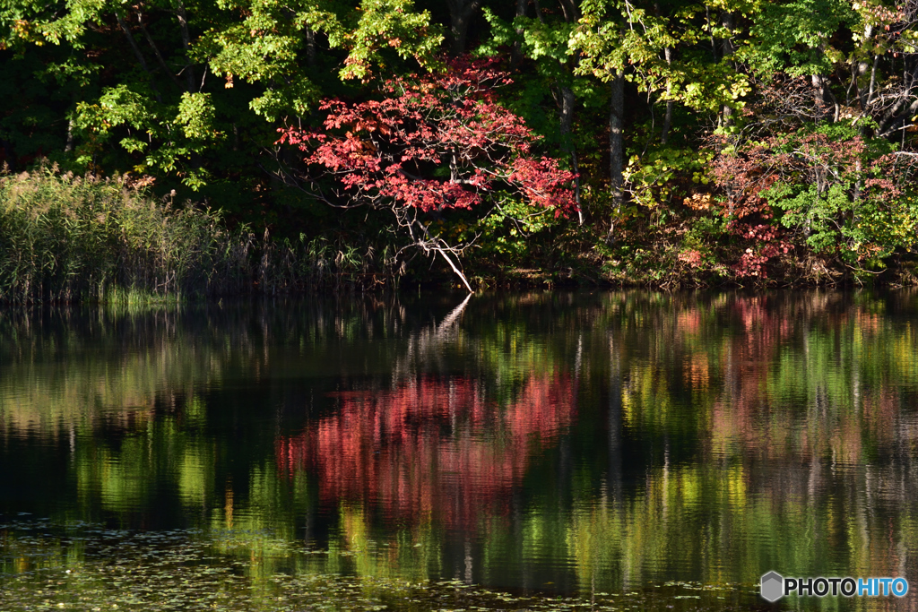 紅一点