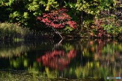 紅一点