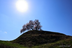 丘の上の一本桜