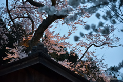 夜桜⑨