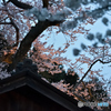 夜桜⑨