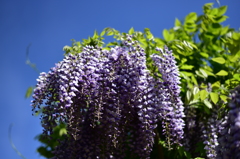 藤の花