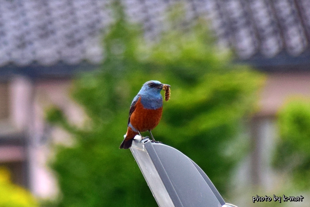 イソヒヨさんの朝食