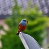 イソヒヨさんの朝食