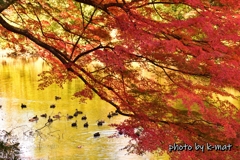 紅と金