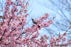 桜とヒヨドリさん