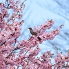桜とヒヨドリさん