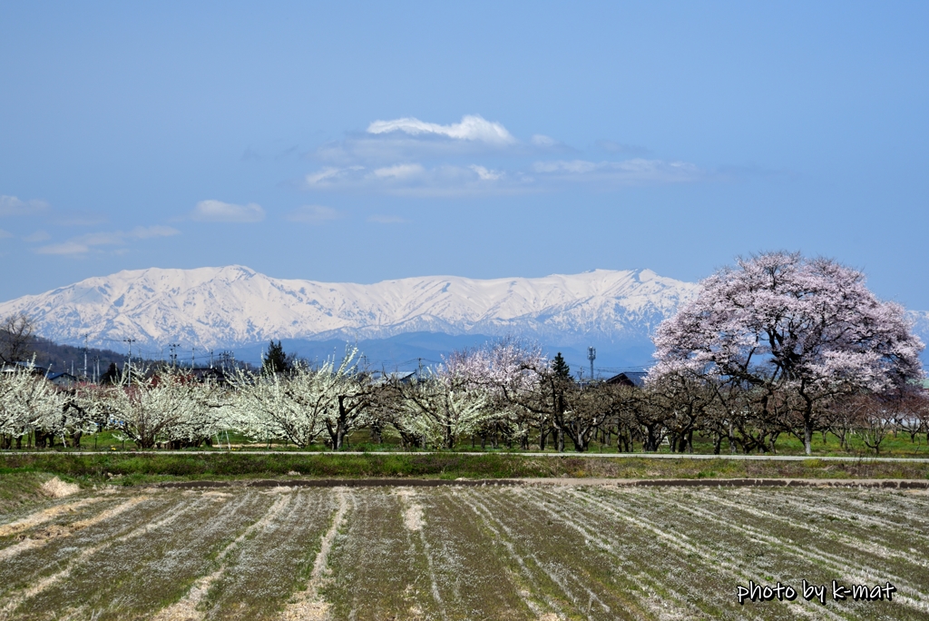 馬ノ墓の種蒔桜③