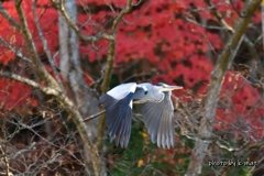 紅葉と青鷺