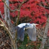 紅葉と青鷺