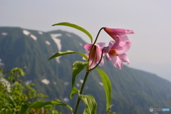 高嶺の花