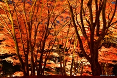 紅葉ライトアップ