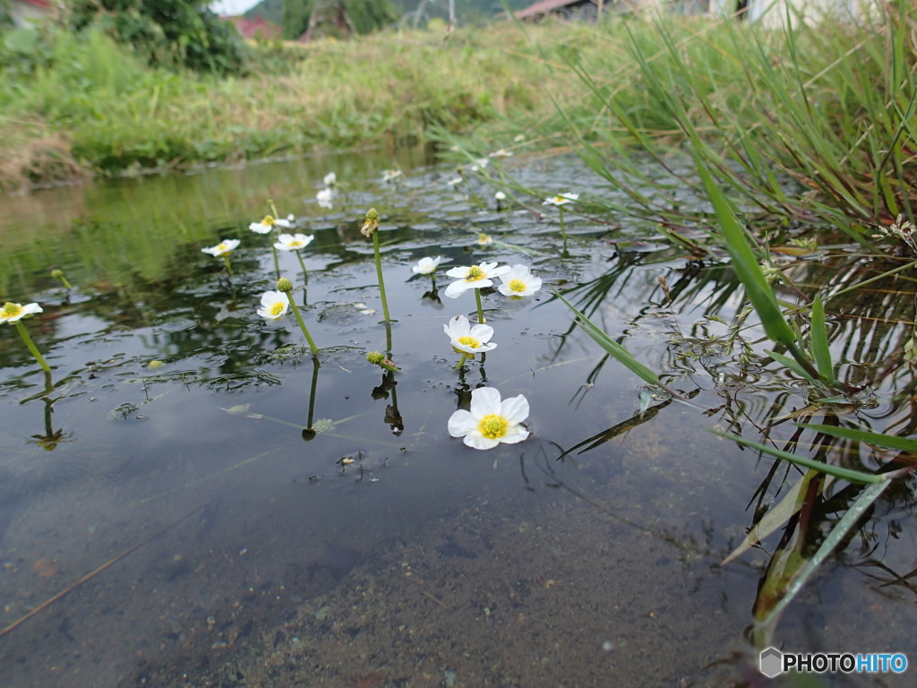 梅花藻