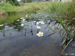 梅花藻