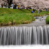 観音寺川の桜